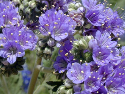 Fazelia pizhmolistnaya proprietăți utile ale unei flori