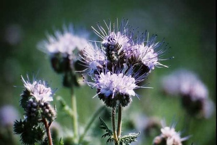 Phacelia proprietăți utile