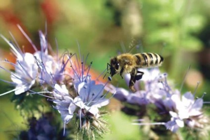 Phacelia proprietăți utile