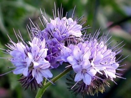 Phacelia proprietăți utile