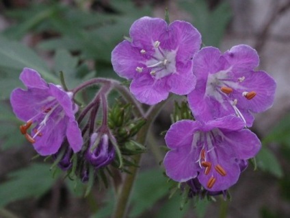 Phacelia proprietăți utile