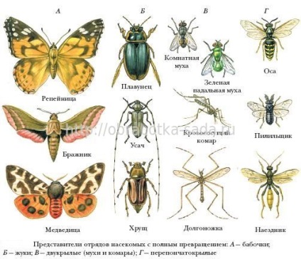 Etapele dezvoltării dăunătorilor insectelor