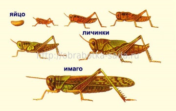 Etapele dezvoltării dăunătorilor insectelor