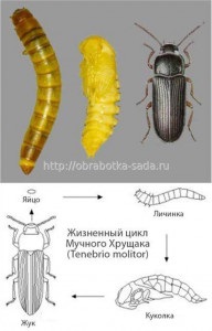 Etapele dezvoltării dăunătorilor insectelor