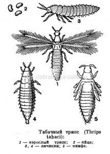 Etapele dezvoltării dăunătorilor insectelor