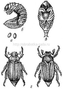 Etapele dezvoltării dăunătorilor insectelor