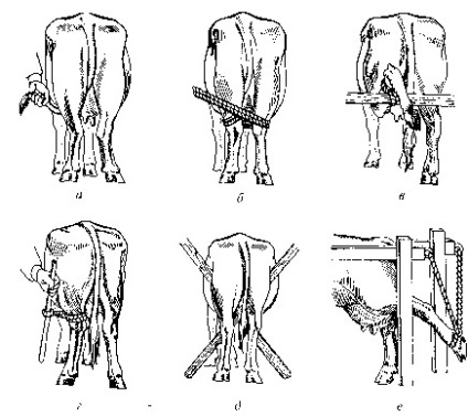 Fixarea animalelor