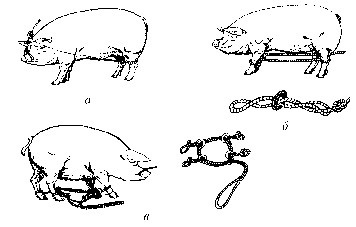 Fixarea animalelor