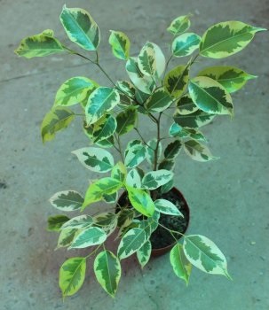 Lumina stelei Ficus benjamina