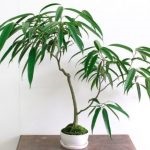 Fotografia Ficus stele și unde să cumpere, preț și îngrijire la domiciliu, reproducere și descriere, consilier