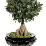 Fotografia Ficus stele și unde să cumpere, preț și îngrijire la domiciliu, reproducere și descriere, consilier