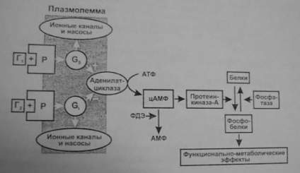 Фізіологічні ефекти гормонів, погано проникають в клітку