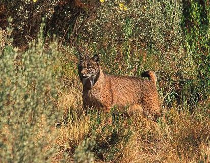 Unde trăiește lynxul, în ce zonă