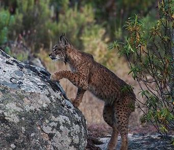 Által lakott Lynx, mely zóna