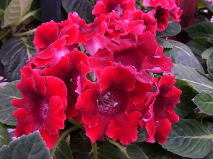 Gloxinia terry - titkait sikeres fajták kiválasztásában