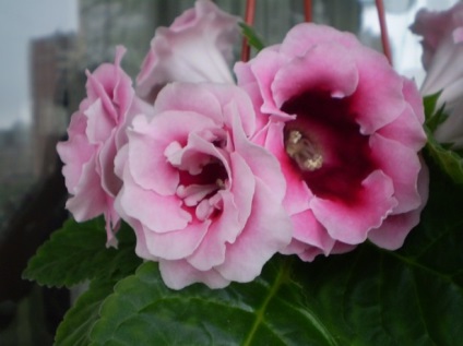 Gloxinia terry - titkait sikeres fajták kiválasztásában