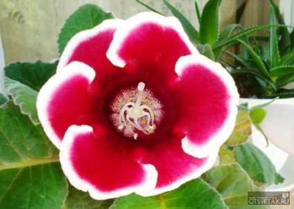 Gloxinia la îngrijirea la domiciliu