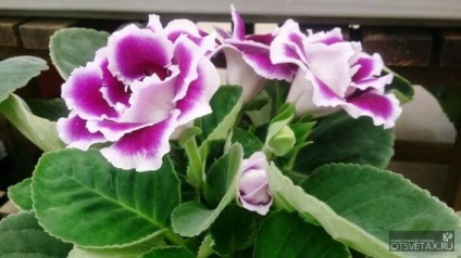 Gloxinia la îngrijirea la domiciliu