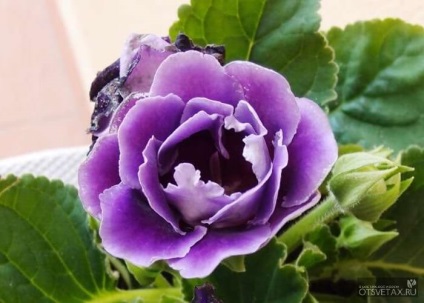 Gloxinia la îngrijirea la domiciliu