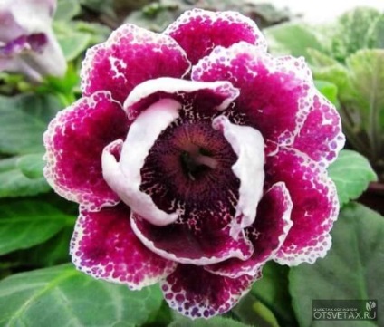 Gloxinia la îngrijirea la domiciliu