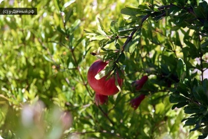 Gránátalma (Punica granatum l