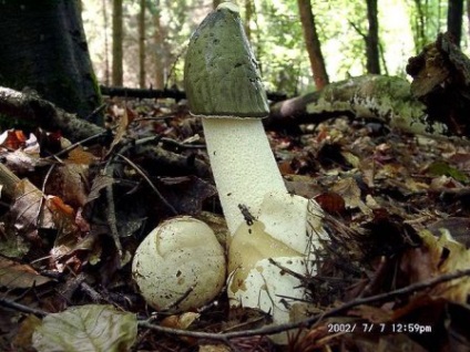 Mushroom veselka fotografie, descriere, proprietăți medicinale