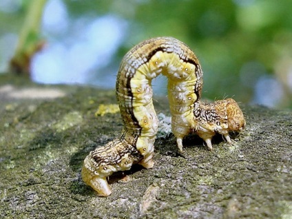 Caterpillar földmérő, pillangó lárva, lepke, fajok földmérők, leírás, fotó