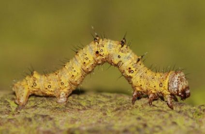 Caterpillar földmérő, pillangó lárva, lepke, fajok földmérők, leírás, fotó