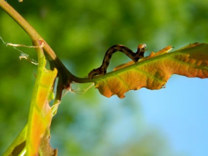 Caterpillar földmérő, pillangó lárva, lepke, fajok földmérők, leírás, fotó