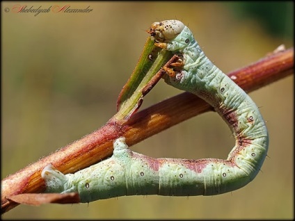 Caterpillar földmérő, pillangó lárva, lepke, fajok földmérők, leírás, fotó