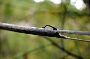 Hernyók felügyelői leírása megjelenésük a fotó, az okozott kár a gyermekek lepkék lepkék