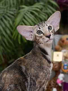 Jucărie pentru pisici - mănușă-teaser - cu jucării pandantive cumpăra cu livrare