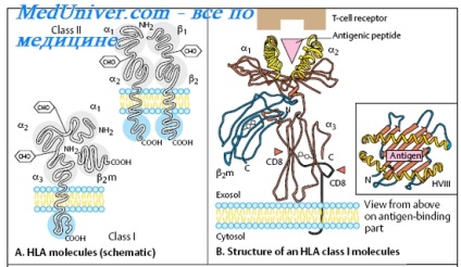 immunrendszer