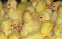 Incubarea ouălor de pasăre într-un incubator acasă, un creion vesel