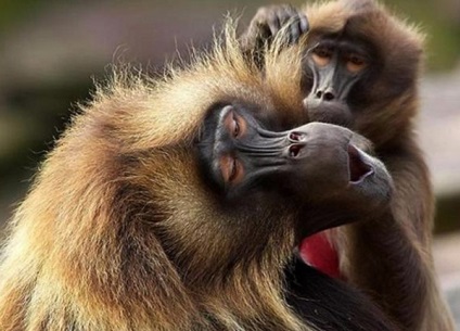 Interesante despre maimuțe, vivareit