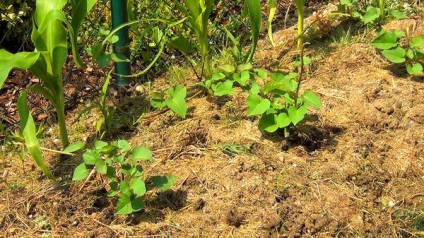 Ipomoea édesburgonya ültetés, gondozás és ápolása virágok szobai körülmények