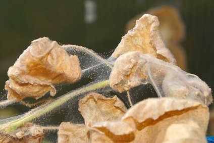 Cum să faci un acarian de păianjen pe o plantă de casă, ls