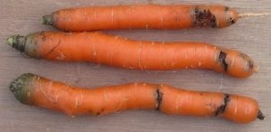 Cum să se ocupe de viermii pe cartofi și morcovi