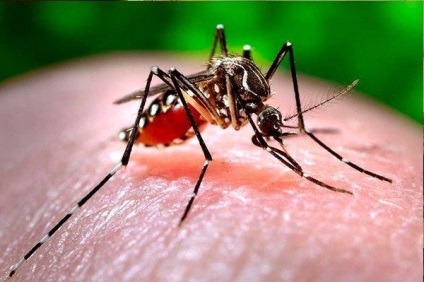 Ce boli care poartă țânțari în Rusia, malarie, boală zick, filariasis limfatic, galben