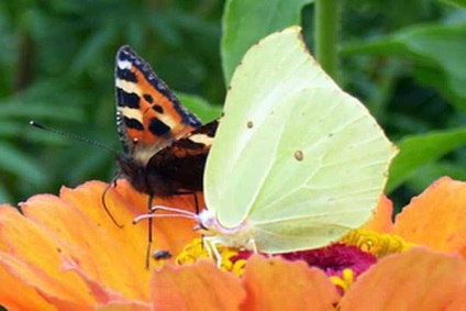 Ce insecte sunt primele care se trezesc în primăvară