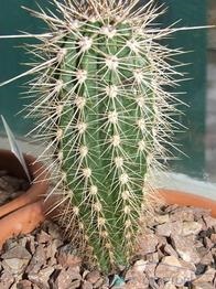 Cum se determină vârsta unui cactus - răspunsuri și sfaturi pentru întrebările dvs.