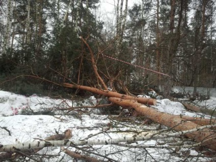 Cum să scapi de terenul forestier