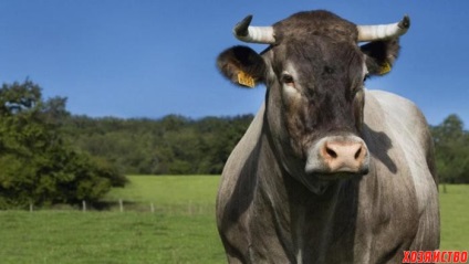 Cum să vezi coarnele unei vaci