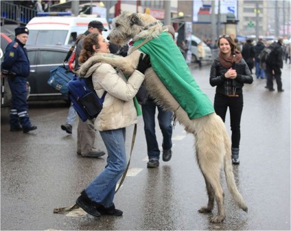 Cum să dezactivați un câine să sară la proprietar sau la alte persoane la o întâlnire