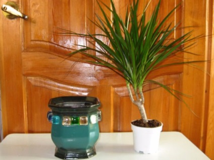 Cum să transplantăm corect Dracaena acasă