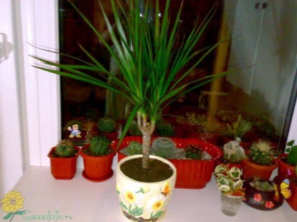 Cum să transplantăm corect Dracaena acasă