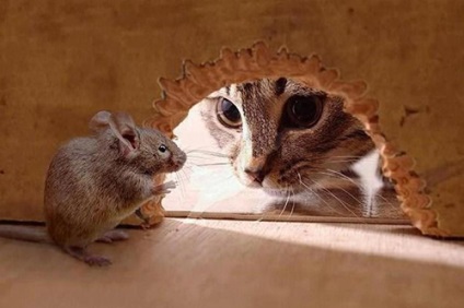 Cum să prindeți un șoarece fără o mască de șoareci