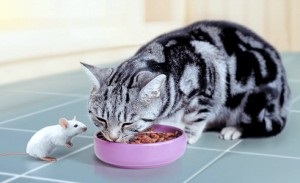 Sfaturi despre cum să vă hrăniți sfaturile de nutriție ale pisicilor