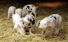 Cum să înfrânge un mini-stiuca taming un mini-porc, un porc de încredere îngrijire, un pozitiv