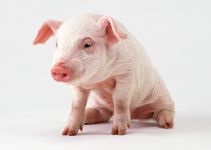 Cum să înfrânge un mini-stiuca taming un mini-porc, un porc de încredere îngrijire, un pozitiv